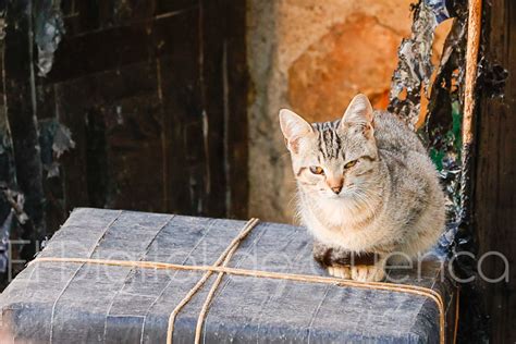 Gatos cuenca PenalbaWeb.com