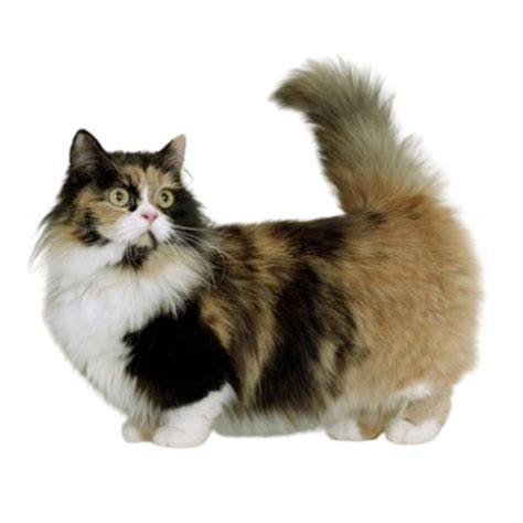 Gatos munchkin PenalbaWeb.com