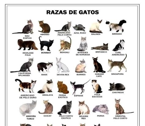 Gatos raza PenalbaWeb.com