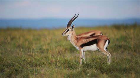 Gazelle PenalbaWeb.com