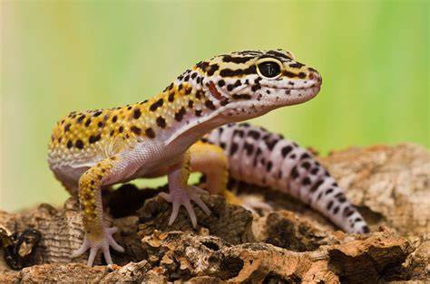 Gecko leopardo PenalbaWeb.com