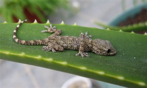 Gecko PenalbaWeb.com