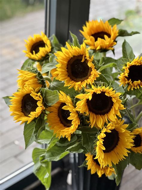 Geles PenalbaWeb.com