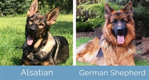 German alsatian PenalbaWeb.com
