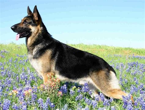 German shepard dogs PenalbaWeb.com