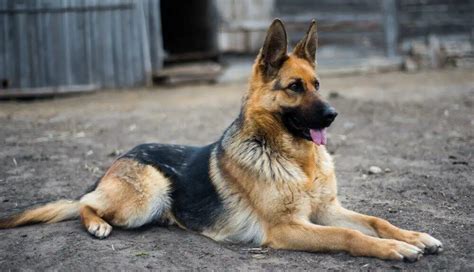 German shepherd PenalbaWeb.com