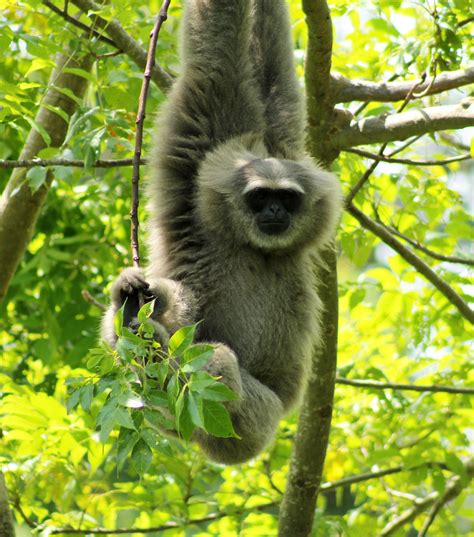 Gibbon PenalbaWeb.com