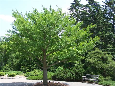 Ginkgo biloba arbol PenalbaWeb.com