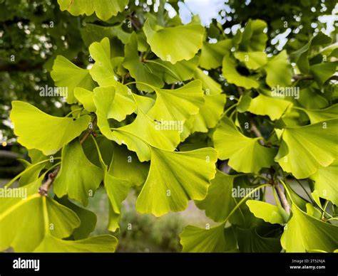Ginkgo PenalbaWeb.com