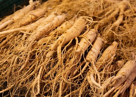 Ginseng PenalbaWeb.com