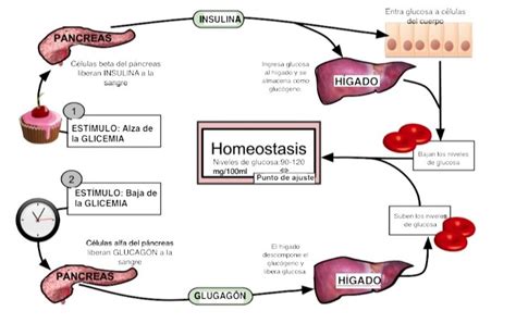 Glucosa PenalbaWeb.com