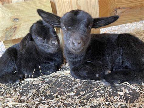 Goat kids PenalbaWeb.com