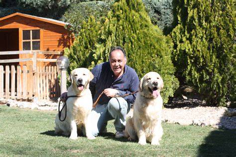 Golden retriever madrid PenalbaWeb.com