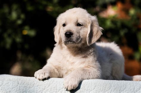 Golden retriever pups PenalbaWeb.com