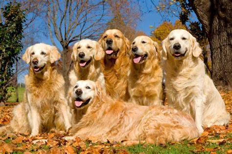 Golden retriever PenalbaWeb.com