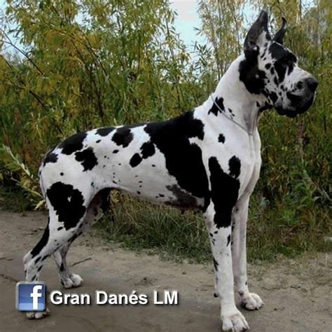Gran danes arlequin PenalbaWeb.com
