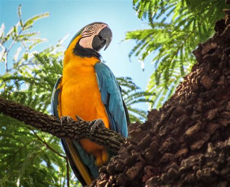 Guacamayo amarillo PenalbaWeb.com