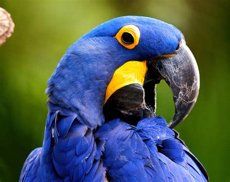 Guacamayo azul PenalbaWeb.com