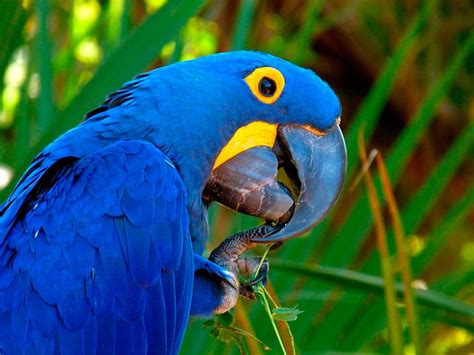 Guacamayo jacinto PenalbaWeb.com