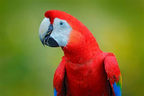 Guacamayo rojo PenalbaWeb.com