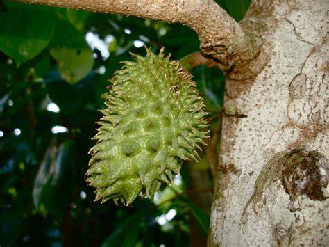 Guanabana PenalbaWeb.com
