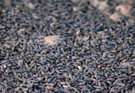 Guano murcielago PenalbaWeb.com