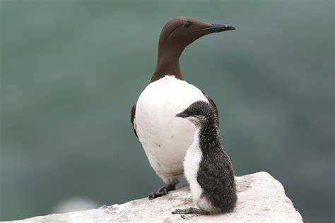 Guillemot PenalbaWeb.com