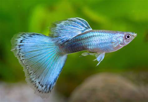 Guppys PenalbaWeb.com