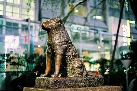 Hachi PenalbaWeb.com