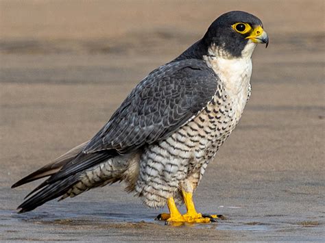 Halcon peregrino PenalbaWeb.com