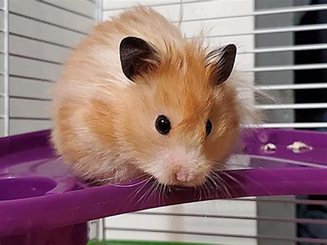 Hamster PenalbaWeb.com