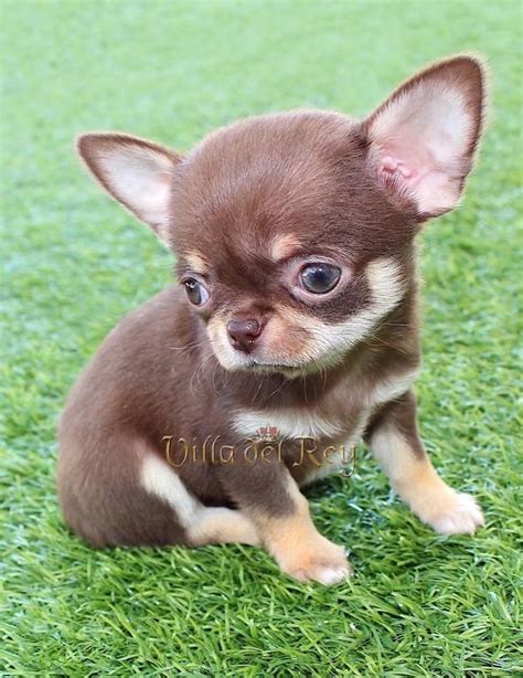 Hembra chihuahua PenalbaWeb.com