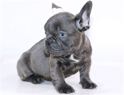 Hembras bulldog frances PenalbaWeb.com
