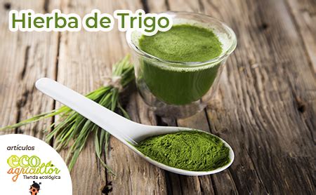 Hierba de trigo PenalbaWeb.com