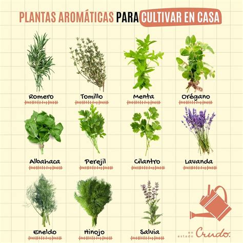 Hierbas aromaticas PenalbaWeb.com