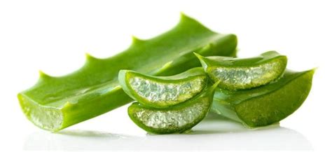 Hojas aloe vera PenalbaWeb.com