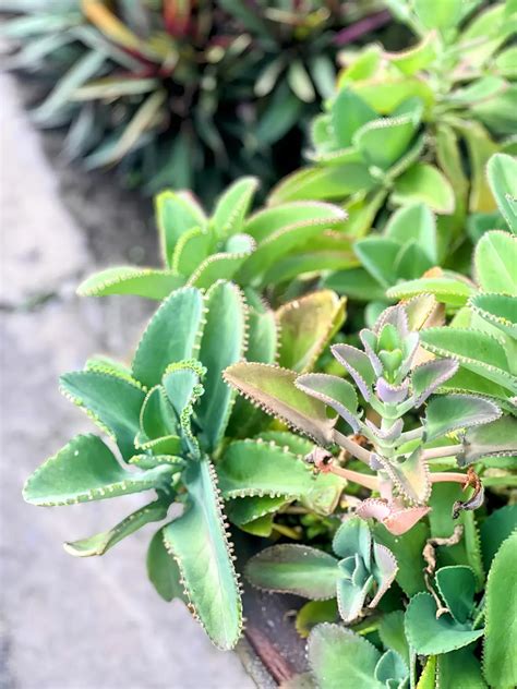 Hojas kalanchoe PenalbaWeb.com