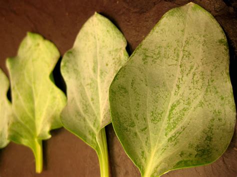 Hojas de ostra PenalbaWeb.com