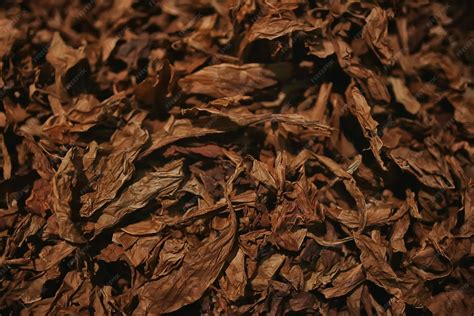 Hojas de tabaco PenalbaWeb.com