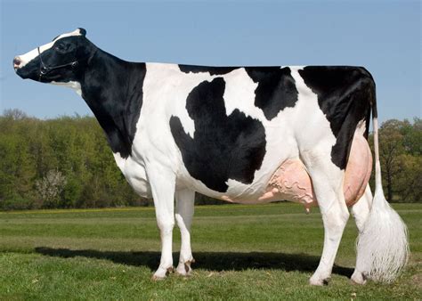 Holstein PenalbaWeb.com
