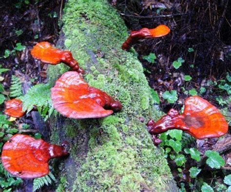 Hongo ganoderma lucidum PenalbaWeb.com