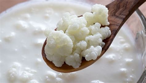 Hongo kefir PenalbaWeb.com