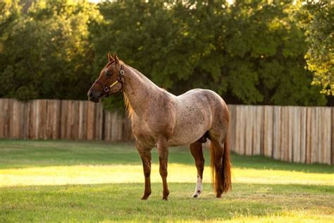 Horse PenalbaWeb.com