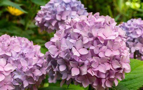 Hortensia PenalbaWeb.com