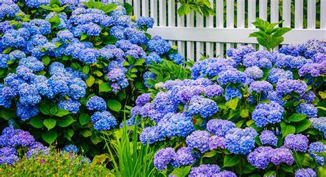 Hortensias PenalbaWeb.com