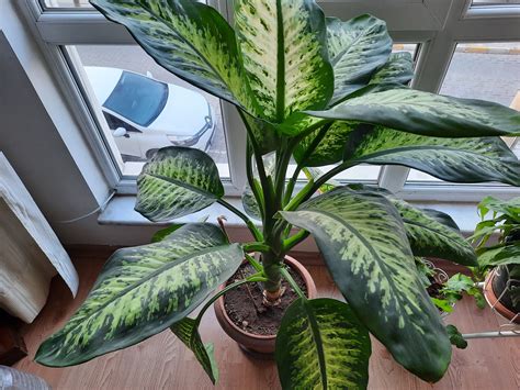 House plants PenalbaWeb.com