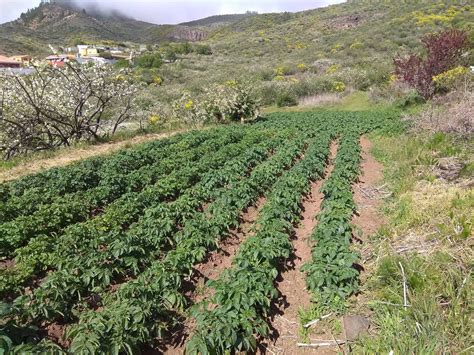 Huerta PenalbaWeb.com