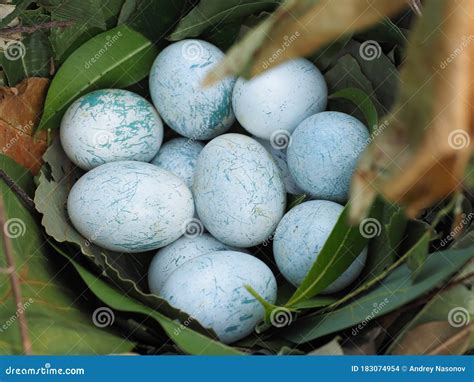 Huevos loro PenalbaWeb.com