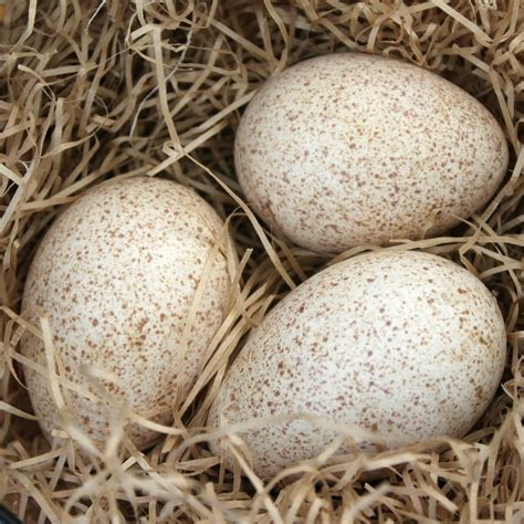 Huevos pavo real PenalbaWeb.com