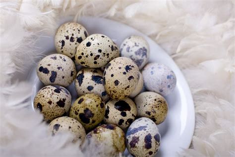 Huevos perdiz PenalbaWeb.com